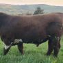 Shorthorn Bulls Image 2