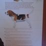Pedigree Points D ogs, Hardback book,Non fiction Image 8