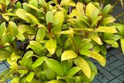 Skimmia japonica plant