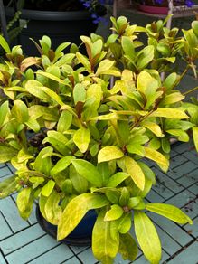 Skimmia japonica plant