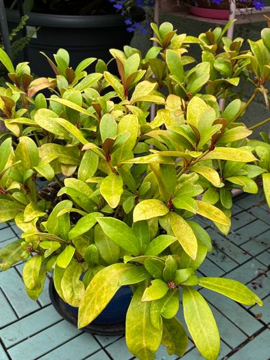 Skimmia japonica plant