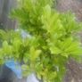 Laurel hedging Image 2