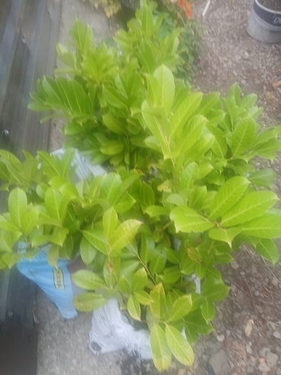Laurel hedging