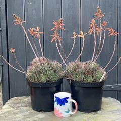 2  Very Large ALOE Succulents