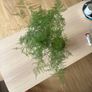 Houseplant Asparagus Fern Image 3