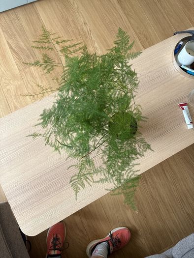 Houseplant Asparagus Fern