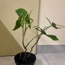 Flower indoor Philodendron Image 3