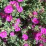plants Image 2