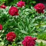 Peony flower Image 4