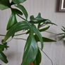 Philodendron glad hands Image 3
