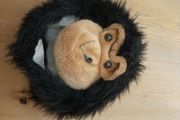 Monkey Head - dressing up - Child