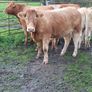 Livestock Image 4