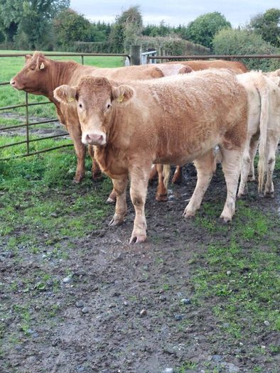 Livestock