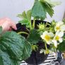 Organic Strawberry Plants Image 6