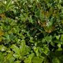 Cissus striata - fast growing evergreen climber Image 6