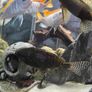 200L Fish Tank + cichlids + fish + stand Image 5