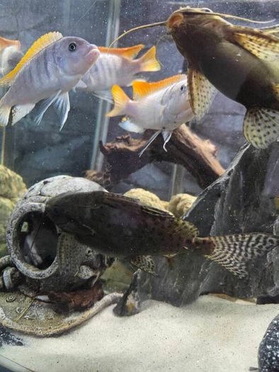 200L Fish Tank + cichlids + fish + stand