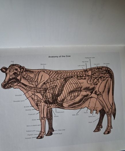 TV Vet/No.2/ Calving the Cow & Care of the Calf / Eddie Straiton / 1996