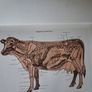 TV Vet/No.2/ Calving the Cow & Care of the Calf / Eddie Straiton / 1996 Image 7
