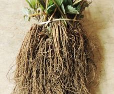 Strawberry Bare Root Plants