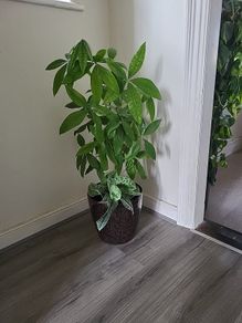 Pachira planter