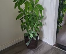 Pachira planter