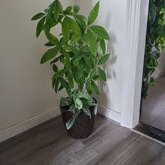 Pachira planter
