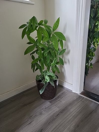 Pachira planter