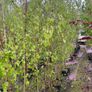 Trees for Sale Image 6