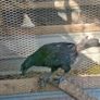 Ayam Cemani Rooster and Hens Image 3