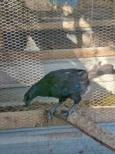 Ayam Cemani Rooster and Hens