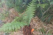 1ft dicksonia Antarctica tree fern