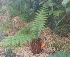 1ft dicksonia Antarctica tree fern
