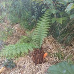 1ft dicksonia Antarctica tree fern