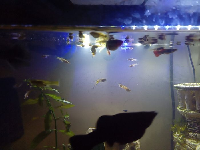 female guppies for adoption