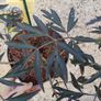 Sambucus nigra black lace Image 3