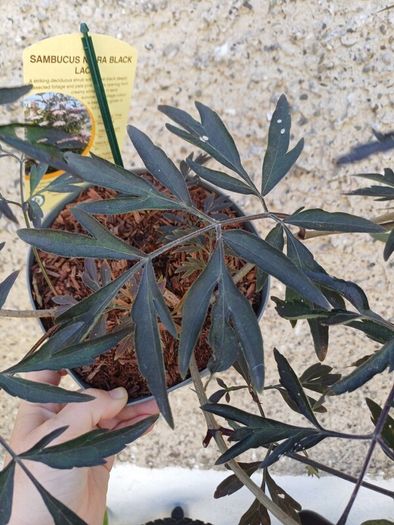 Sambucus nigra black lace