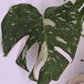 Monstera Thai constellation Image 3