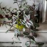 Trailing Tradescantia Zebrina. House plant. Image 2