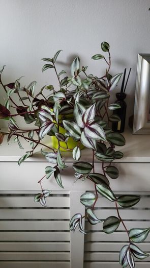 Trailing Tradescantia Zebrina. House plant.
