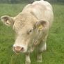 Charolais bulls Image 2