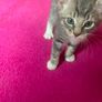 Kittens for Rehoming Image 2