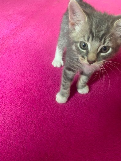 Kittens for Rehoming