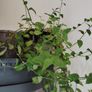 house plants Image 2