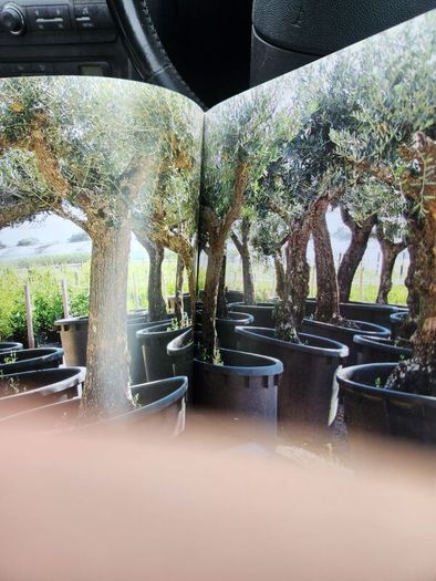 The Illustrated Olive Farm.by Carol Drinkwater. First Edition Hardback With Dustjacket In Good Condition. 38