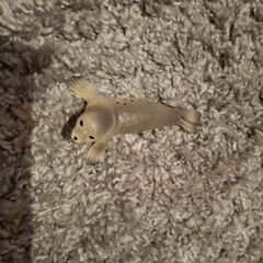 Schleich Wild Life Seal 14801