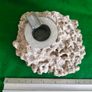 Vintage Fossilised Coral  Ashtray Image 7