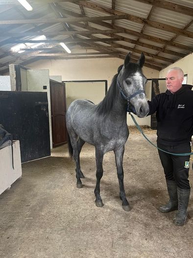 Connemara Yearling