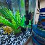 tropical fish with tank Image 2