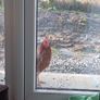 rooster Image 2
